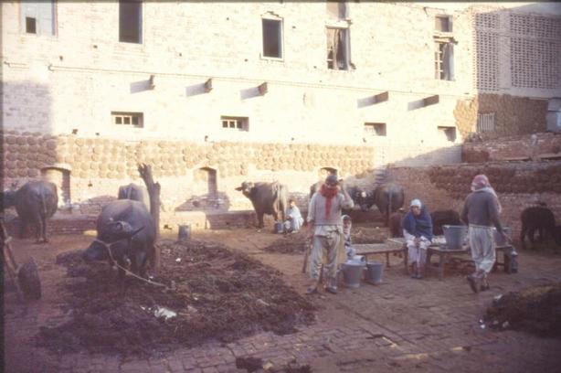 Lavoratori di cacca