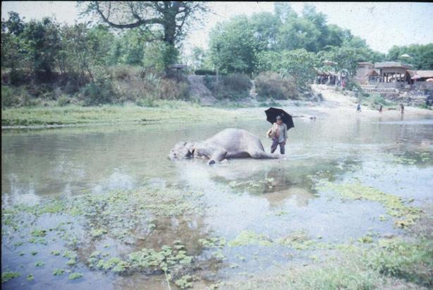 Elefante al bagno