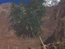 Hunza marijuana